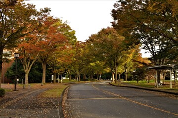 a curved road with fall colors