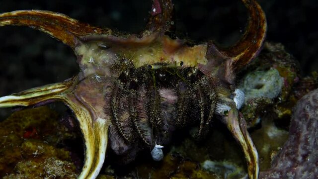The anemone hermit crab close-up get out of a shell. Dardanus tinctor, is a species of marine hermit crab in the family Diogenidae. Dardanus tinctor is widespread throughout the tropical waters.