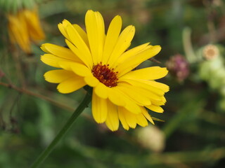 Wunderschöne Ringelblume (Calendula officinalis) im Sonnenschein