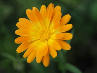 Wunderschöne Ringelblume (Calendula officinalis) im Sonnenschein