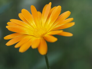 Wunderschöne Ringelblume (Calendula officinalis) im Sonnenschein