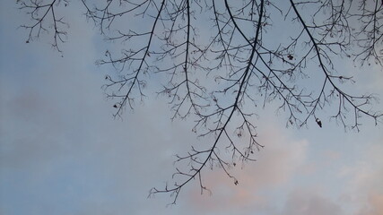 trees in the fog