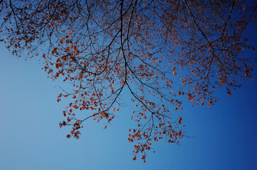 붉게 물든 단풍잎이 매달린 나뭇가지