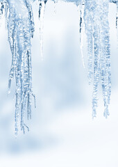Fresh blue icicles in winter on a fir winter snowy forest background with space for text