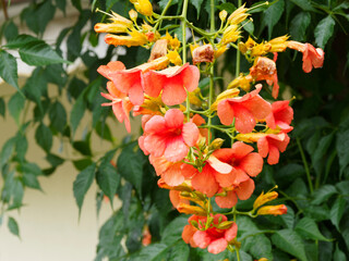 (Campsis radicans) Amerikanische Klettertrompete oder Trompetenblume. Auffallend schöne Laub der...
