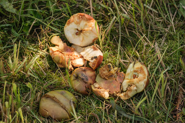 Kaputte vergammelte zertretene Äpfel / Fallobst liegen nach der Ernte im Gras auf einer Wiese im...