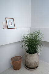Green indoor plant pot decorated in white corner room