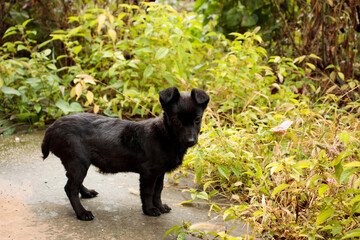 A small black dog with short legs and no tail