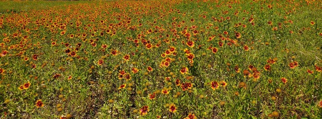 field of poppies