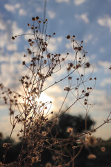 Fototapeta na wymiar Twigs of dry grass at sunset close-up.Autumn sunset.Screen saver, background, Wallpaper