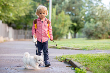 Child, cute boy, playing with dog pet in the park, maltese dog and kid enjoying friendship
