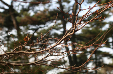 쭉 뻗어있는 나뭇가지