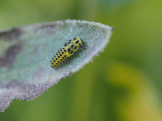 Raupe des Zweiundzwanzigpunkt Marienkäfer (Psyllobora vigintiduopunctata) auf einem Blatt