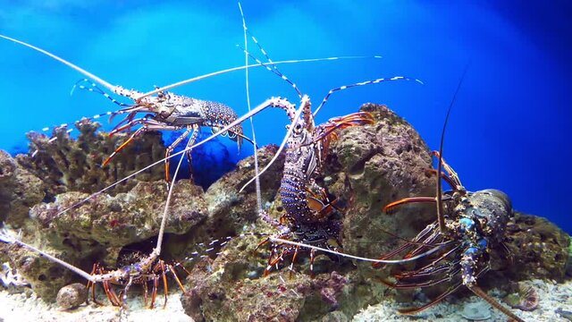 Spiny lobsters, also known as langustas, langouste, or rock lobsters. Called crayfish or sea crayfish. Underwater macro video	 