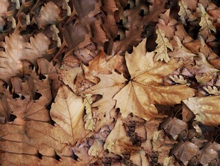 leaves
