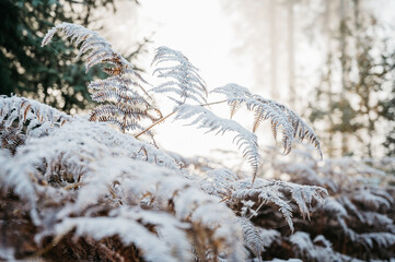 Frost auf Farnblättern im Morgenlicht