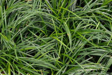green leaves in the garden