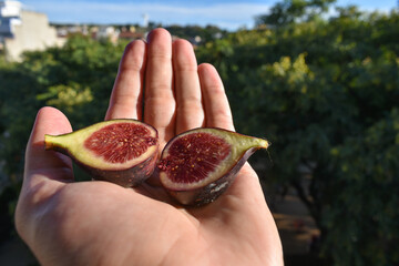 Fig cut in half and held in one hand in the park.