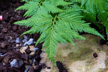 green leaves in the garden