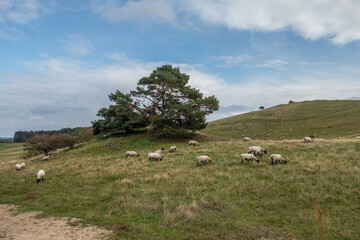 Landscape on island Ruegen in Moenchgut, Germany