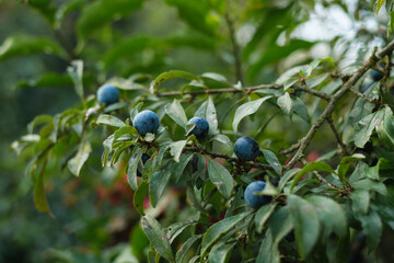Schlehen / Früchte des Schlehdorn (lat.: Prunus spinosa) in einer Schlehenhecke