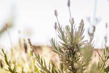 Purple flowers of the lavender plant 