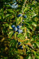 Mehrere blaue Schlehen / Früchte des Schlehdorn (lat.: Prunus spinosa) in einer Schlehenhecke...
