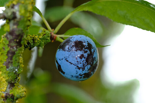 Nahaufnahme einer einzelne blaue Schlehe / Fr&uuml;chte des Schlehdorn (lat.: Prunus spinosa) an einem Schlehenbaum im Sp&auml;tsommer