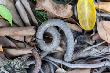 curly air root of tree surrounded by dead leaves