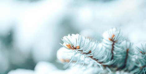 White snow lies on the branches of a Christmas tree. Photo for greeting cards. Christmas mood. Long...