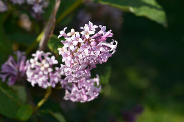 Obraz premium Pink lilac