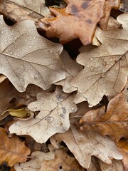 maple leaf on the ground