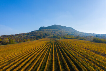 Tapolca, Hungary - Cultivated  rows of vines at the foot of St. George's mountain glowing in gold, warm autumn colors.