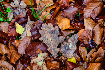 Herbstlaub mit Wassertropfen