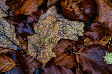 Herbstlaub mit Wassertropfen