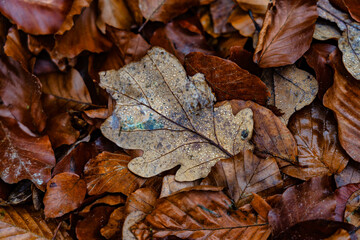 Herbstlaub mit Wassertropfen