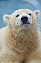 Fototapeta premium polar bear cub