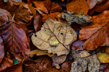Herbstlaub mit Wassertropfen