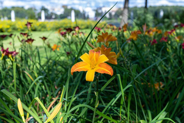 Fototapeta premium Tver. roses in the Park of the Imperial travel Palace. Summer day