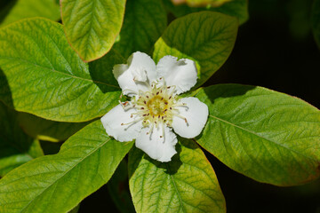 Common medlar