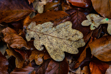 Herbstlaub mit Wassertropfen
