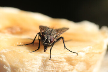 Macro shot of a Musca domestica a species of fly sitting on a banana