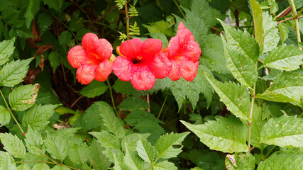 Tiefroten Blüten der Amerikanische Klettertrompete 'Stromboli' (Campsis radicans) mit langen hellgrün gefiedert Laubblätter mit gezähnten Rändern