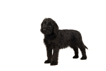 Cute standing Giant Schnauzer puppy looking up isolated on a white background
