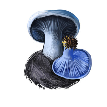 Lactarius indigo, blue lactarius mushroom closeup digital art illustration. Fungi have marine color of body and cap. Mushrooming season, plant of gathering plants growing in woods and forests