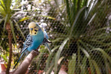 Blue budgerigar (Melopsittacus undulatus) partot bird captived in a cage