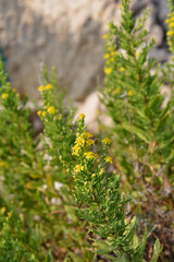 Obraz premium Sticky aster