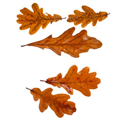 Collection of wet brown oak leaves isolated on a white background.