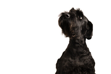 Portrait of a Giant Schnauzer dog looking up isolated on a white background