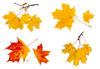 Collection of colorful autumn maple leaves and branches isolated on a white background. Top view.